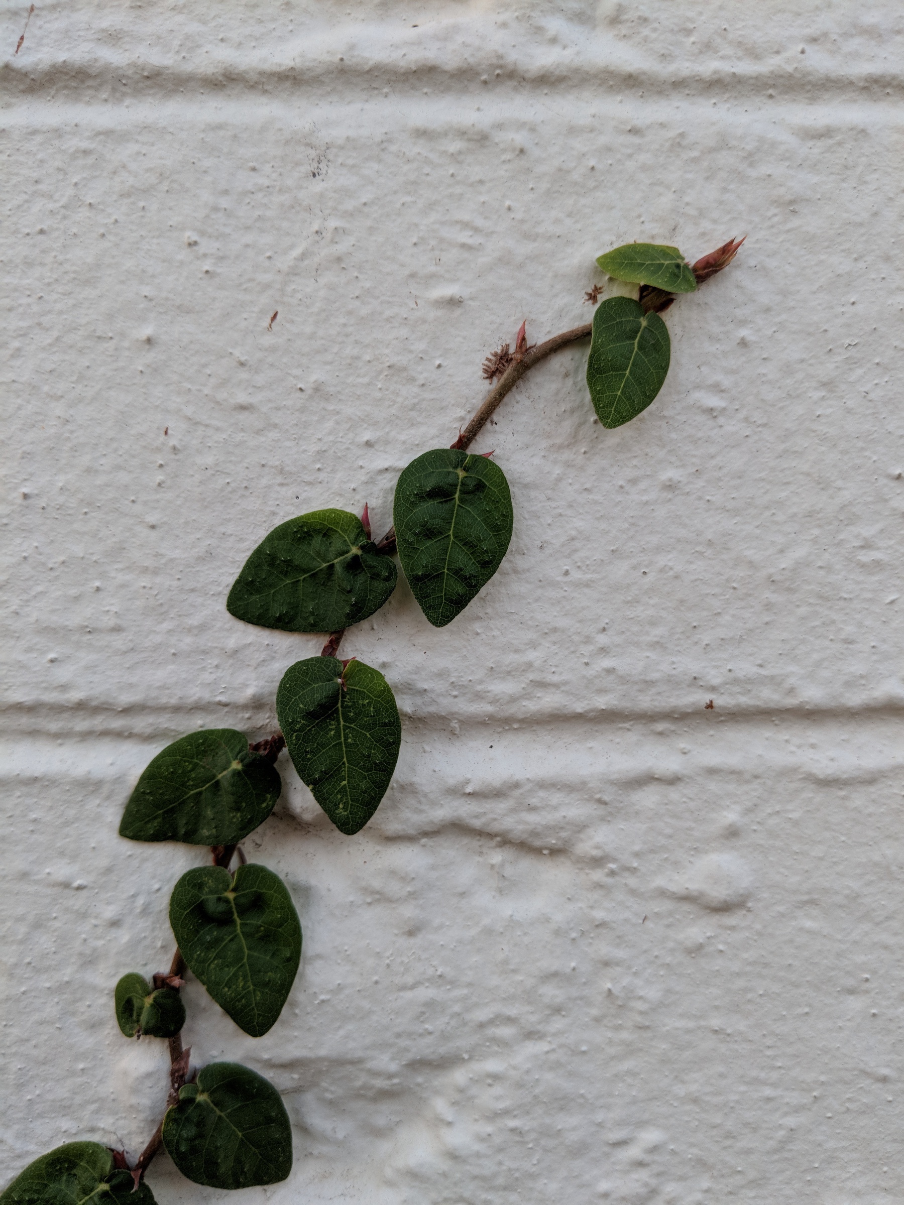 A tendril of vine crawls up the white brick wall. Each green leaf is a heart shape, alternating along the vine.