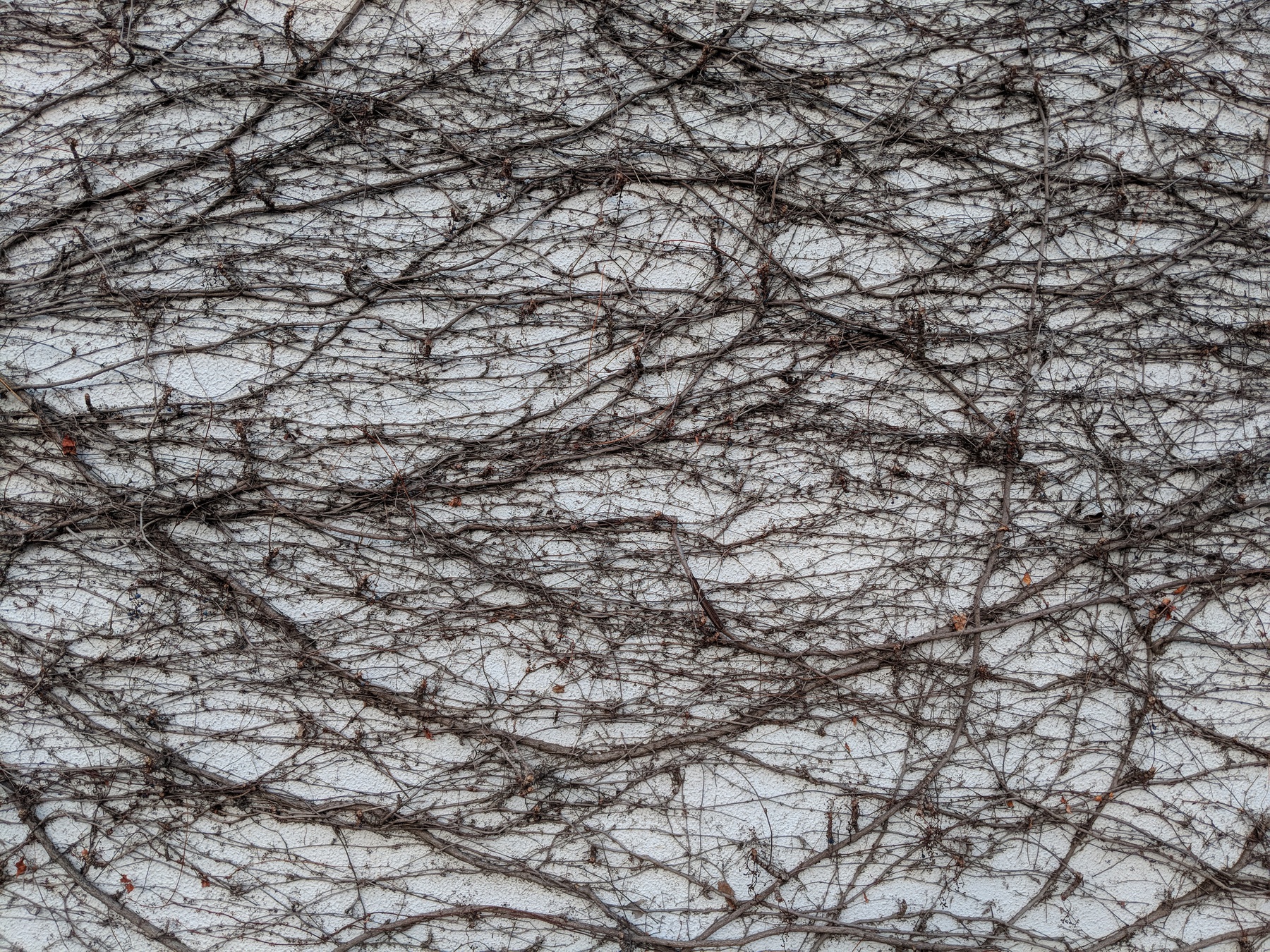 Bare, brown vines cover a white wall in a dense webbing.