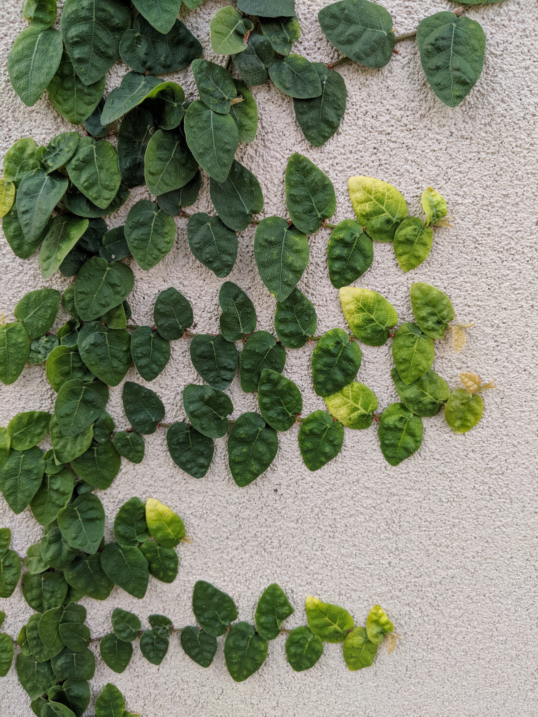 Branches of ivy reach across the white wall in tidy rows. The old leaves are dark green, the new leaves are pale, almost yellow.