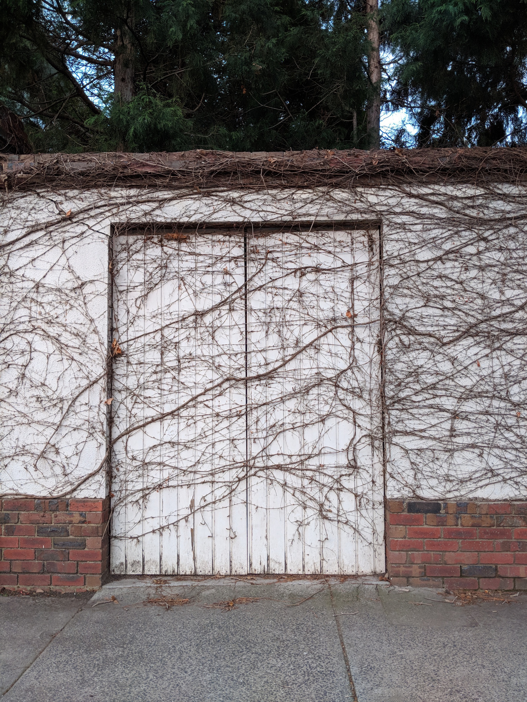 A timber door is set into the white brick wall.  Brown, bare vines snake across the wall and the door, sealing it shut.  Above the wall, one catches a glimpse of green pine trees beyond.